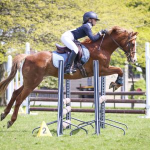 Horse for sale: Very Special 13.2 Pony