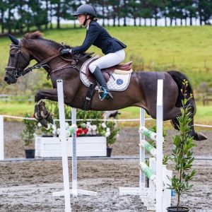 Horse for sale: Eye-catching Performance Pony