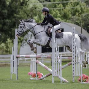 Horse for sale: Multi Talented Full Size Pony