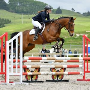 Horse for sale: Stunning, talented, full height pony
