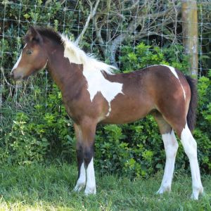 John Brodie Gypsy Cob X TB Weanling Filly