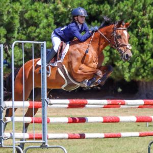 Horse for sale: 14.2 Showjumping Superstar