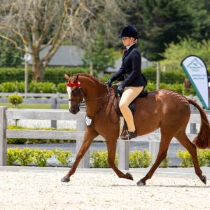 Versatile, Show Jumping, Show Hunter and Dressage, Pony