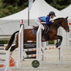 Talented  Young Show Jumping Mare