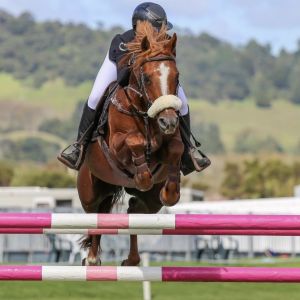 Talented Highly Competitive GP Jumping Pony