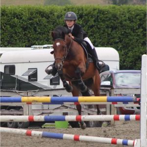 Horse for sale: Awesome Eventer - All Rounder 