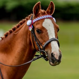 Horse for sale: Summersdale Jake