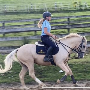 Horse for sale: A Quality Show Hunter Prospect 