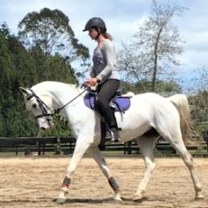 Horse for sale: Arabian Mare