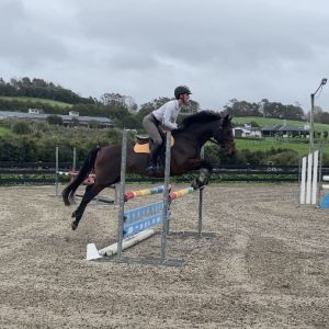 Horse for sale: Stunning full size school mistress pony 