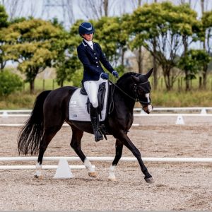 Horse for sale: Champion Dressage Schoolmaster
