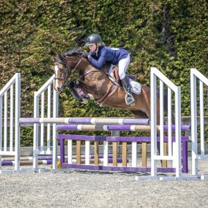 Horse for sale: Talented all-rounder