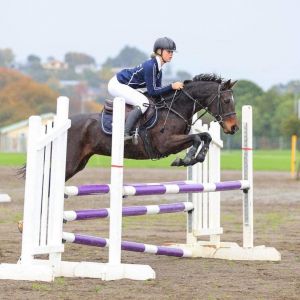 Horse for sale: Competitive genuine true allrounder 