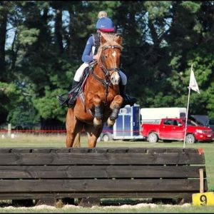 Gorgeous 14hh Allrounder Bush Pony 
