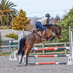 Horse for sale:  Ultimate all-rounder - fun and will be competitive