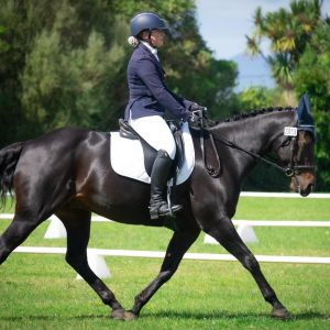 Dressage School Master 