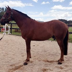 Ultimate All-rounder - Connemara Cross Pony - Top Bloodlines 