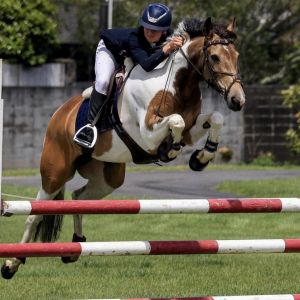 Stunning full size all round/ jumping pony