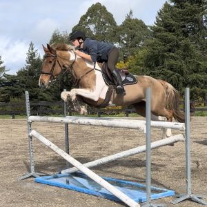 Horse for sale: Super Showjumping Pony