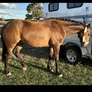 Horse for sale: Hopedale Cappuccino (Cappi) 