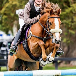 Horse for sale: Fun Competitive SJ/Eventing Pony