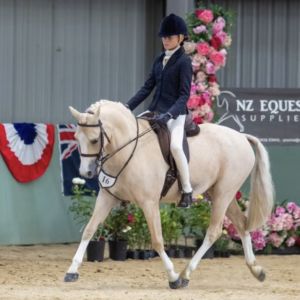 Multi champion saddle hunter & dressage L3 pony 