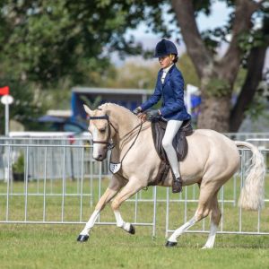 Horse for sale: Multi champion saddle hunter & dressage L3 pony 