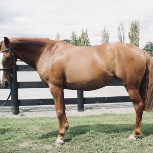 Horse for sale: Second Pony for the ambitious 