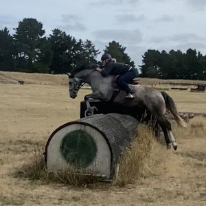 Horse for sale: Full height Gisborne bred rising 5 year old 