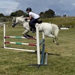 Horse for sale: Little cracker of a pony!! Wee legend! 