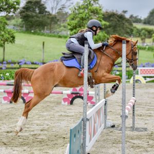 Horse for sale: INCREDIBLY VERSATILE PONY
