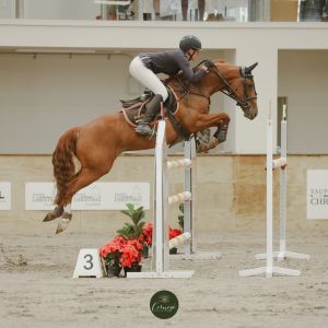 Horse for sale: OUTSTANDING YOUNG GRAND PRIX PONY