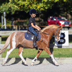 Horse for sale: QUALITY LEAD REIN, FYR, SADDLE HUNTER