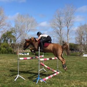 Horse for sale: Fun All-Rounder 