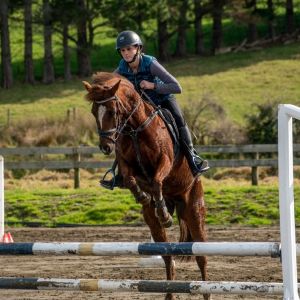 Horse for sale: Eye Catching Ultimate Allrounder 