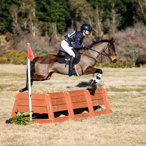 Horse for sale: Cappucchino (Cappi) 