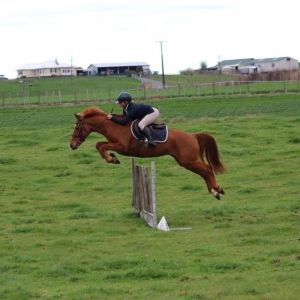 Horse for sale: Fun allrounder 