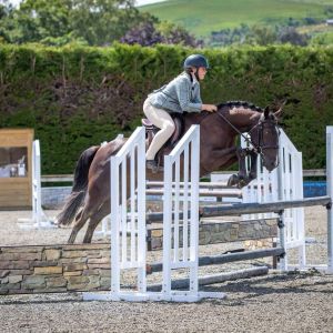 Horse for sale: Multi talented superstar pony 