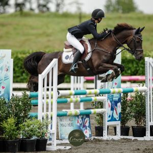 Horse for sale: Competitive Performance Pony