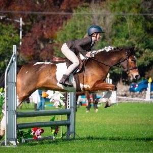 Horse for sale: Galaxy Spring Fever Pony 