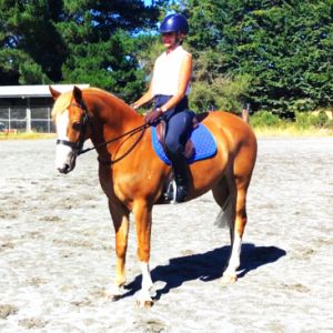 Horse for sale:  DREAM CONNEMARA PONY