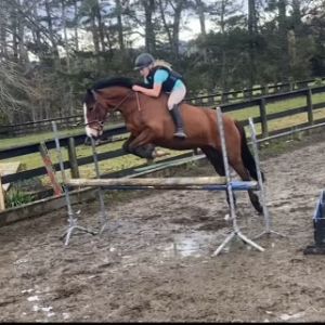 Horse for sale: Awatea Lyric