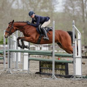 Talented Show Hunter/Jumping Full Height Pony