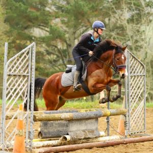 Competitive All-Rounder Talented Pony