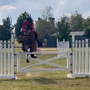 Competitive All-Rounder Talented Pony