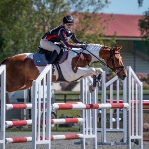 Horse for sale: Incredibly special pony