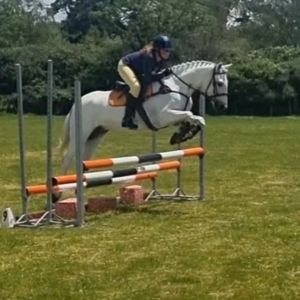 Horse for sale: Awesome all-rounder 