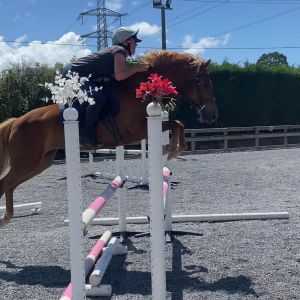 Super 14.1hh Pony