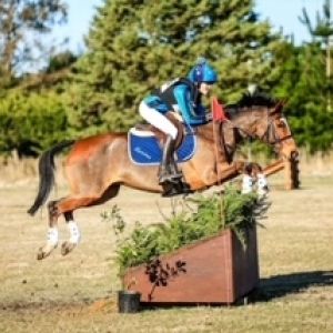 Competitive All rounder Pony