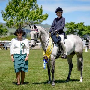 Stunning full height all round pony 